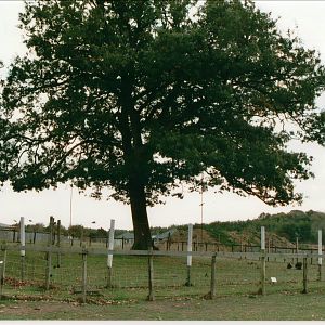 Geoffroy's Spider Monkey Enclosure - Suffolk Wildlife Park
