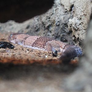 African Fat-tailed Gecko - Wingham Wildlife Park