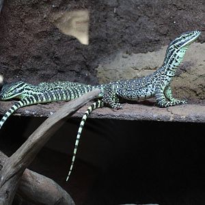 Argus Monitors - Wingham Wildlife Park