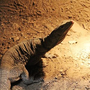 Gray's Monitor - Wingham Wildlife Park