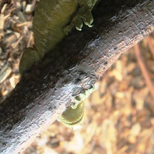 Leach's Giant Gecko - Wingham Wildlife Park