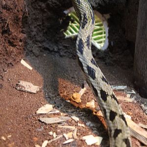 Taiwan Beauty Snake - Wingham Wildlife Park