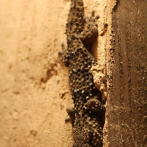 Bibron's Gecko - Wingham Wildlife Park