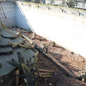 Mandrill enclosure
