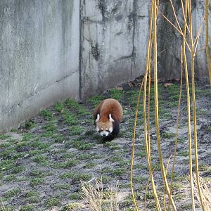 Red panda