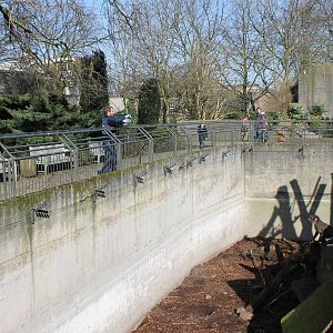 Feeding-time Mandrill