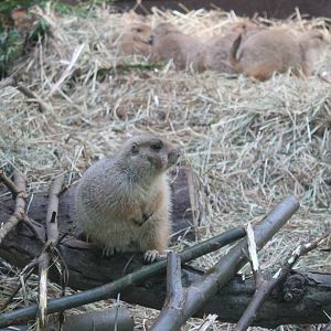 Black-tailed prairiedog
