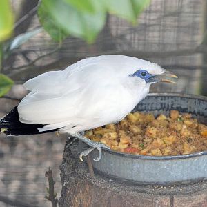 Bali mynah