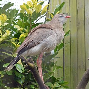 Crested seriema