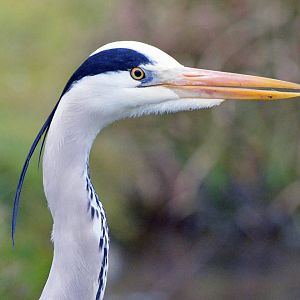 Grey heron