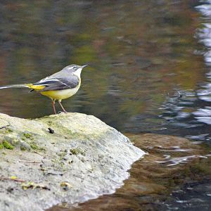 Grey wagtail