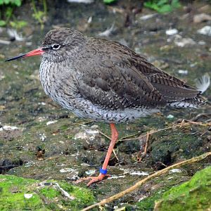 Redshank