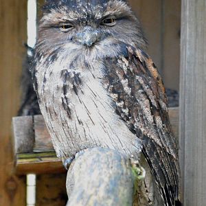 Tawny or Freckled frogmouth