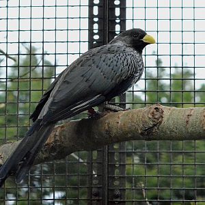 Western plantain eater