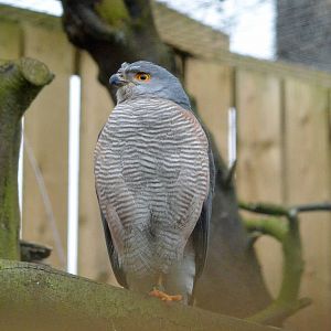 African goshawk