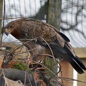 African tawny eagle