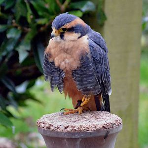 Aplomado falcon