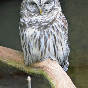 Barred owl