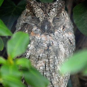 Common scops owl