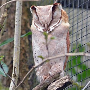 Oriental bay owl