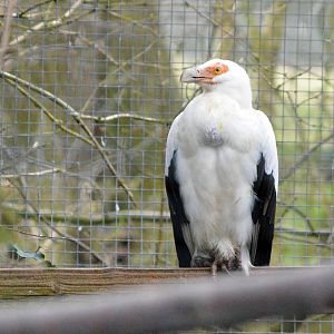 Palm nut vulture