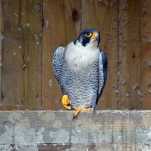 Peregrine falcon