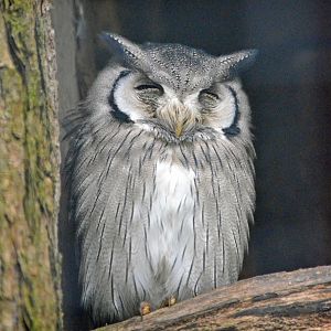 Southern white faced scops owl