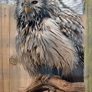 Ural owl