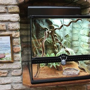 Enclosure Dwarf gecko