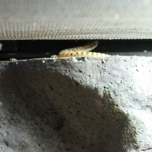 Dwarf gecko - at least part of it.