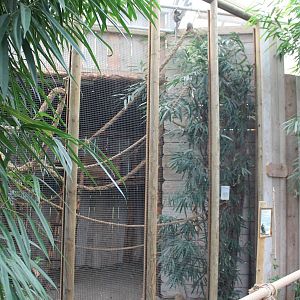 Enclosure Common marmoset