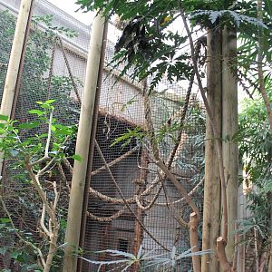 Enclosure Common marmoset