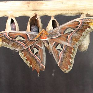 Freshly hatched Atlas butterfly