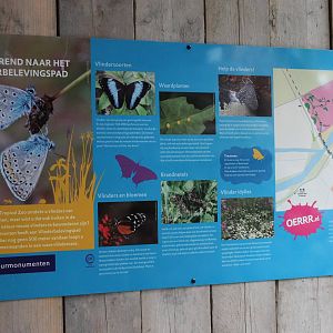 Butterfly information