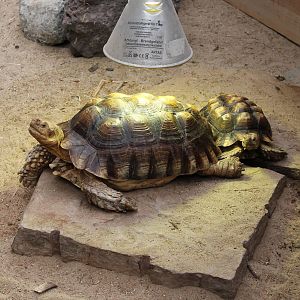 African spurred tortoises