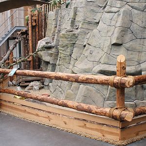 Enclosure African spurred tortoise