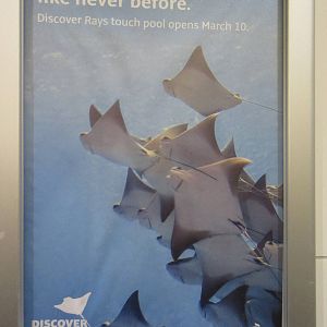 Discover Rays - Poster