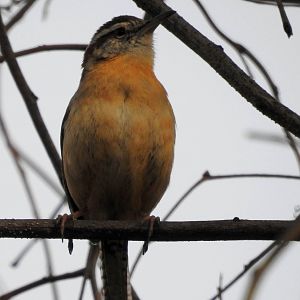 Carolina Wren