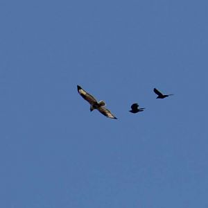 Large-billed crow chasing common buzzard