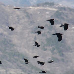 Rook and Daurian jackdaw