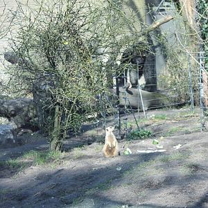 Meerkat and Western lowland gorilla