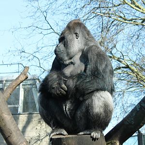 Western lowland gorilla