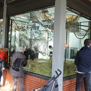 Indoor chimp enclosure