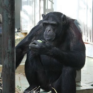 Chimpanzee