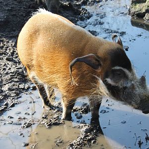 Red river hog