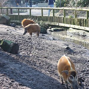 Enclosure Red river hog