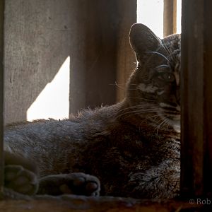 Tibetan golden cat : Thrigby Hall : 25 Mar 2016