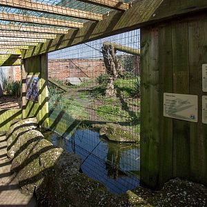 Tibetan golden cat (exhibit) : Thrigby Hall : 25 Mar 2016