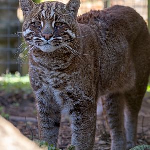 Tibetan golden cat : Thrigby Hall : 25 Mar 2016