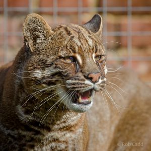 Tibetan golden cat : Thrigby Hall : 25 Mar 2016